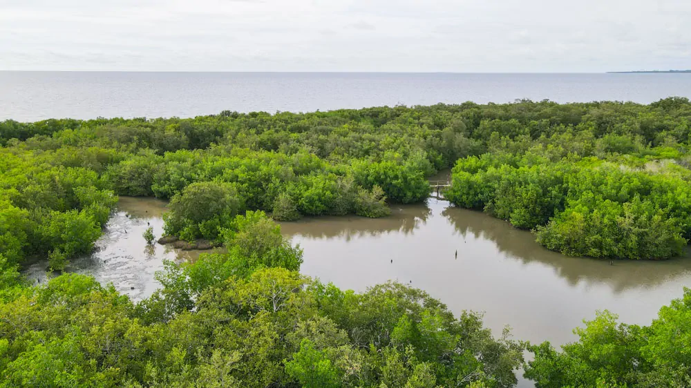 Mundo Verde Cienaga y Manglar